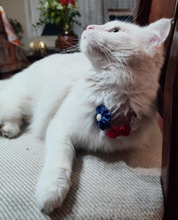 Collar de Fiestas Patrias para Perro y Gato - Flores Blanco, Azul y Rojo