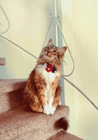 Collar de Fiestas Patrias para Perro y Gato - Flores Blanco, Azul y Rojo