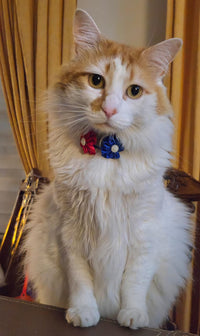 Collar de Fiestas Patrias para Perro y Gato - Flores Blanco, Azul y Rojo